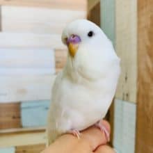 大人気！ジャンボセキセイさん入舎です♪