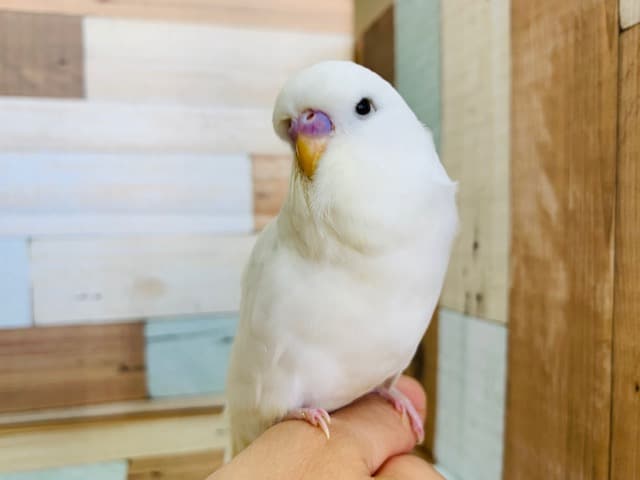 大人気！ジャンボセキセイさん入舎です♪