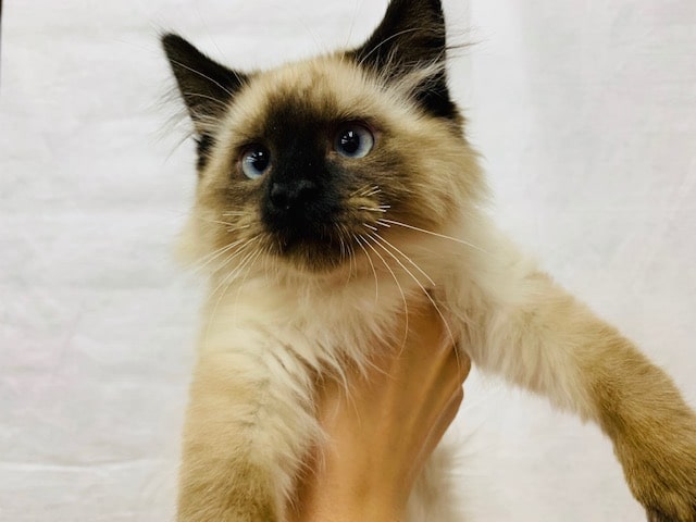 足長なマンチカン♪