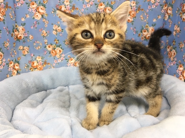 アメリカンショートヘアー（ブラウンタビー）男の子　入舎！！