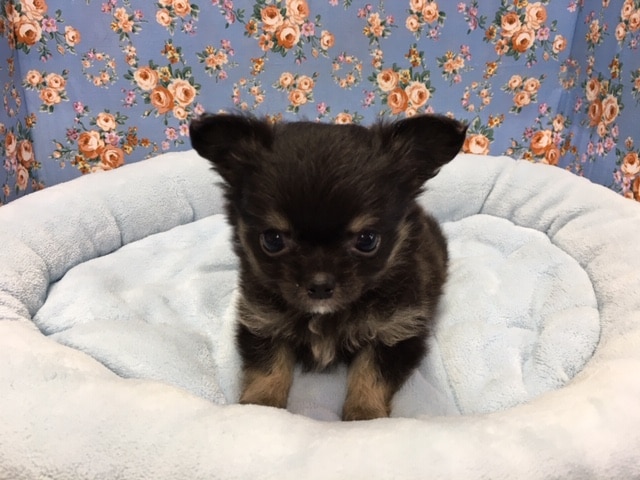 チワワ（ブラック＆タン）男の子　入舎！！