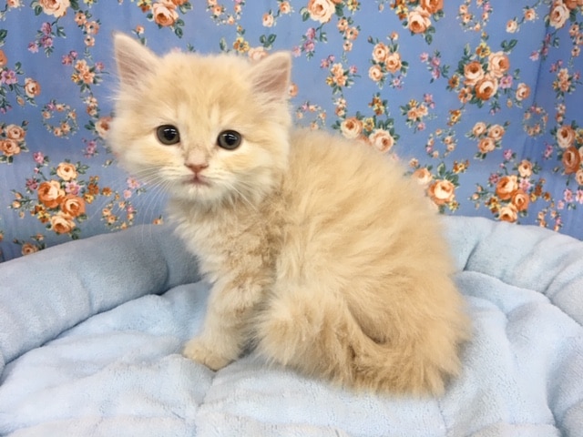 スコティッシュフォールド（クリームタビー）男の子　入舎！！