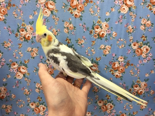 オカメインコ（パイド）２０２０年３月生まれ
