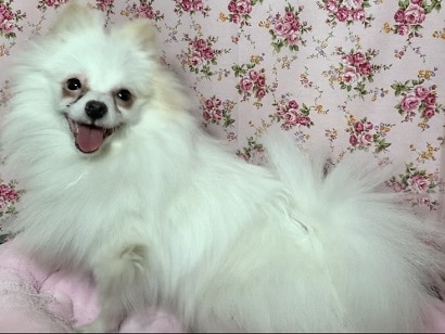 ポメラニアン　２０１９年６月２９日生まれ　