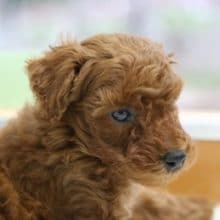 元気いっぱい！みんな大好きトイプードル 2020年03月31日撮影