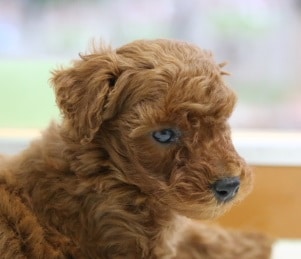 元気いっぱい！みんな大好きトイプードル 2020年03月31日撮影