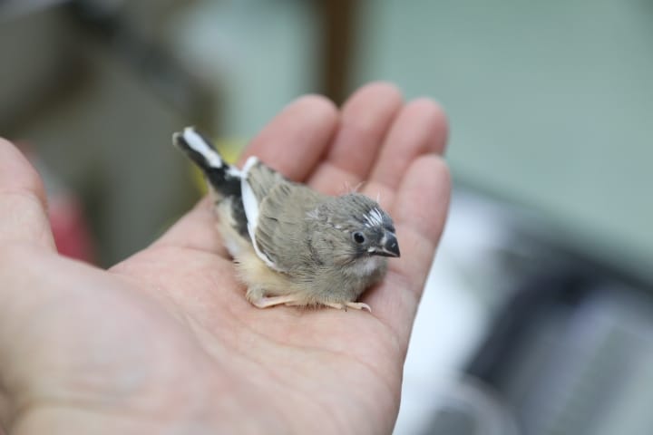 キンキン　キンカ鳥！！！　雛！ 2020年04月09日撮影