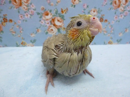 手乗りオカメインコ　シナモン　４月９日