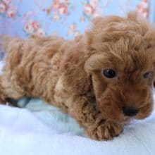 キレイ系男子！トイプードルの男のコ 2020.4/28撮影