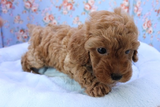 キレイ系男子！トイプードルの男のコ 2020.4/28撮影