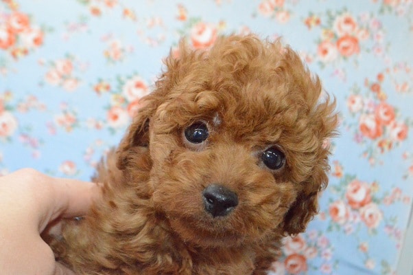 めちゃかわ！トイプードルくん💛