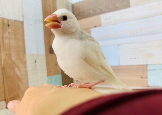 かまちょな白文鳥さん♪