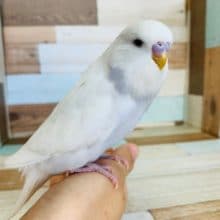 お待たせいたしました！レアカラージャンボセキセイ入舎！