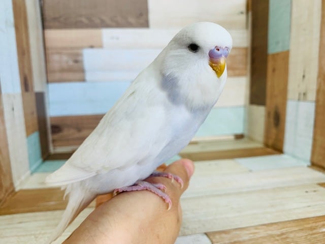 お待たせいたしました！レアカラージャンボセキセイ入舎！