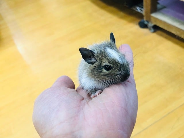 またまたデグーパイドの男の子入舎したよ！！