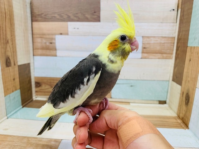 懐っこいオカメインコパイド♪