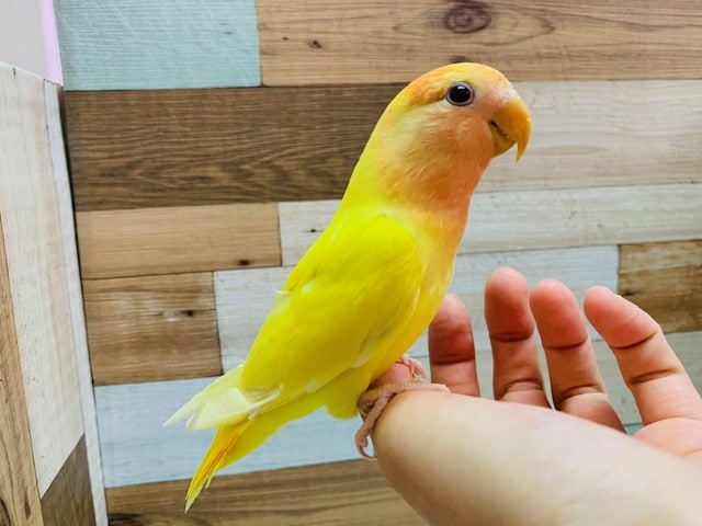 ベタ馴れになりました！コザクラインコ　ルチノーオパーリン♪