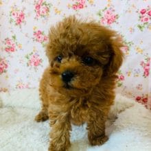 ちびっこトイプードルちゃん！