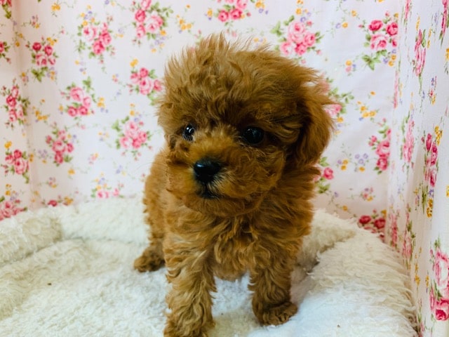 ちびっこトイプードルちゃん！