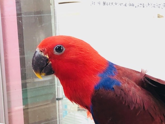 呼んだら来てくれます。　オオハナインコ　女の子　ベタ馴れ！！