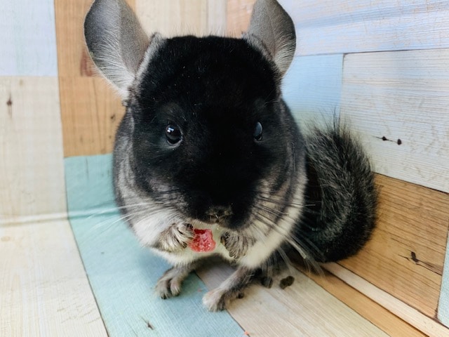 果物大好き！ブラックベルベットチンチラさん♪