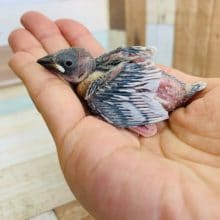 人気カラーのシルバー文鳥！