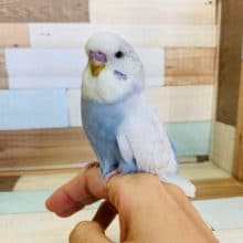 即お家が決まるジャンボセキセイさん入舎！！