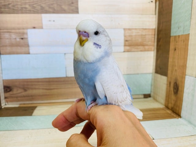 即お家が決まるジャンボセキセイさん入舎！！