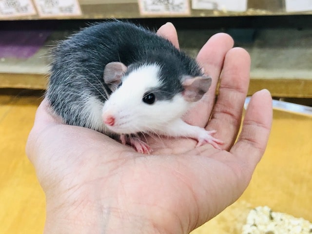 ハスキー柄のファンシーラットちゃん入舎しました。