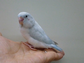 マメルリハ　ヨーロピアンダイリュートブルー　２０２０年５月１８日撮影