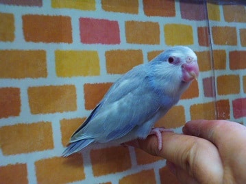 マメルリハ　モーブライラックファロー　２０２０年５月１７日撮影