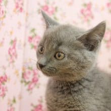 レアにゃんこ！　シャリュトリュー入舎！