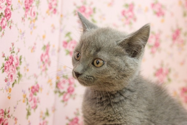 レアにゃんこ！　シャリュトリュー入舎！