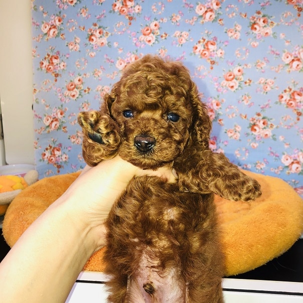 ちっちゃい！トイプードルくんが入舎しました～！