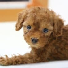 うるうるな瞳～　トイプードル 2020年05月05日撮影