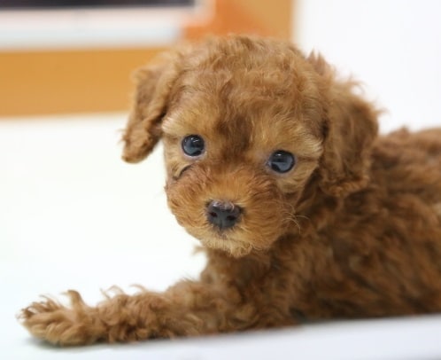 うるうるな瞳～　トイプードル 2020年05月05日撮影