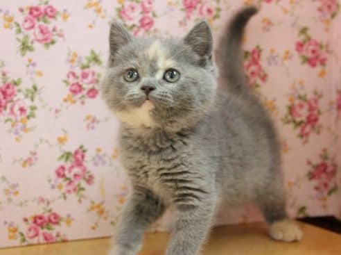 パッと見ブリティッシュだけど実はスコティッシュフォールド入舎！