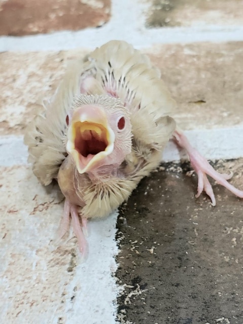 シナモン～文鳥♪
