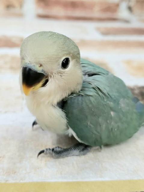 可愛すぎるブルーカラーのコザクラインコさん♪