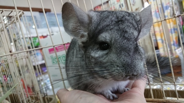 久々の入荷です！チンチラ（グレー）　ノーマルです！