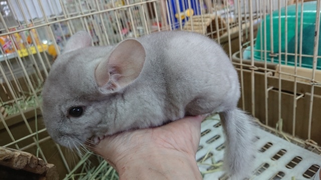 可愛いよ～～チンチラ「シナモン」！