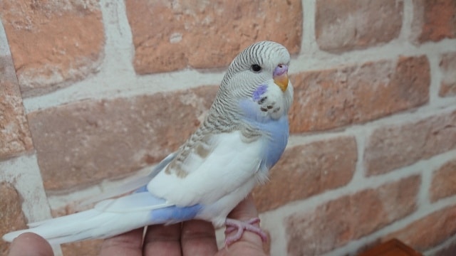 ほんのりシナモンカラーがｷﾚｲ！　ジャンボセキセイインコ～