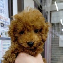 人気のトイプードル❤️女の子