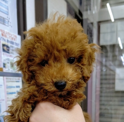 人気のトイプードル❤️女の子