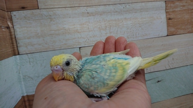 ５１９１　キレイなセキセイインコ（レインボーｘスパングル）来ました♪