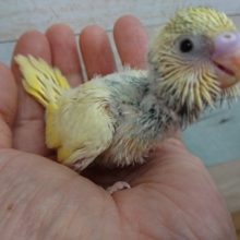 ５１９２　変わったカラーのコお探しですか？セキセイ（レインボーｘパイド）