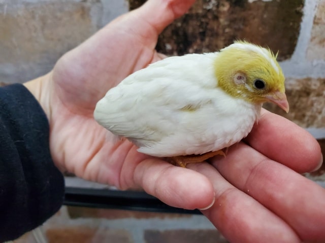 ヒメウズラ！！！