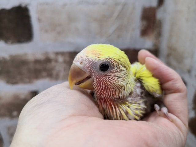 ゴールデンチェリーのコザクラインコさん♪