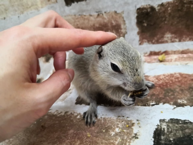 リチャードソンジリスちゃん入荷ーー♪
