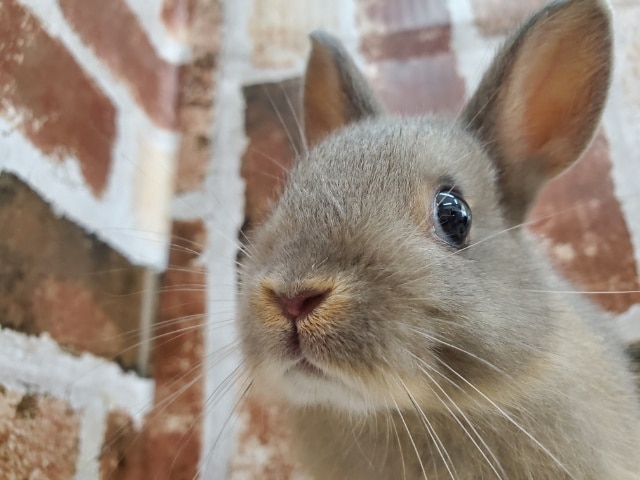 グレーがｷﾚｲ！ネザーランドドワーフ♪